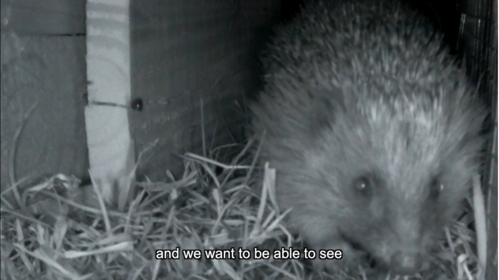 A hedgehog caught on a trail camera